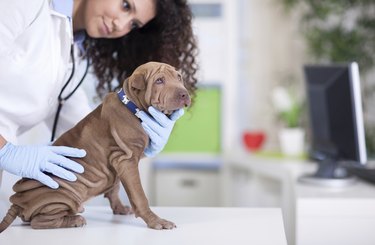 vet examines the Shar Pei dog