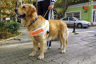 How Can Guide Dogs Help Blind People? | Cuteness