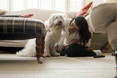 Woman grooming dog in living room