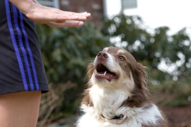 Woman giving command to dog outdoors