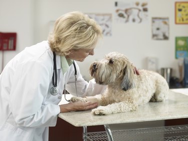 Veterinarian with Terrier