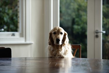Golden retriever dog sitting at dinning table, looking away