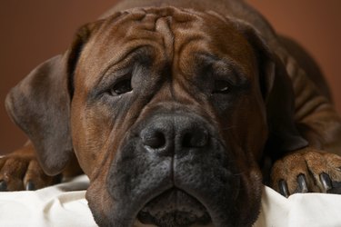 Close-up of a brown dog's face