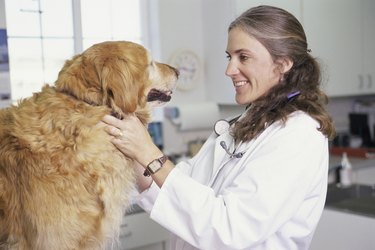 Female veterinarian with a dog
