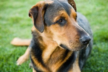 Dog relaxing on grass