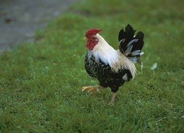 Chicken walking on grass