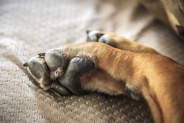 Close-up of paw on brown blanket