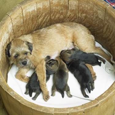 Border Terrier