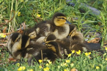 Brown baby ducks in grass