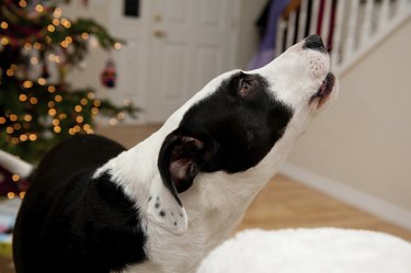 Howling Dog in a living room at Christmastime