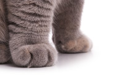 Closeup of two cat paws