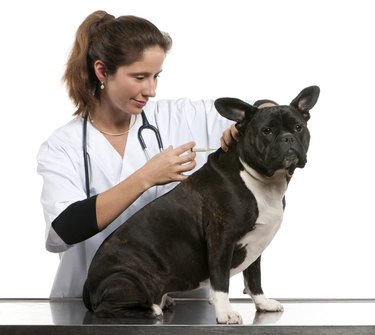 Vet giving an injection to a Crossbreed dog