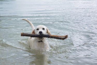 labrador dog in water