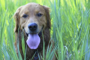 Golden retriever in tall grass