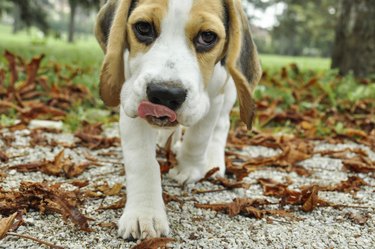 Cute Beagle Puppy.