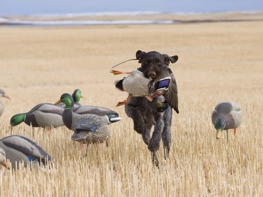 Hunting Dog with a duck