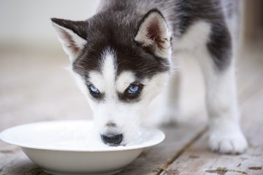 A husky puppy drinking water