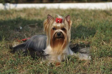 Yorkshire terrier portrait on the grass