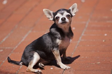 Good Girl Chihuahua