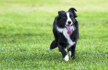 Boarder collie dog playing