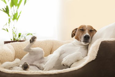 White and brown dog laying on couch