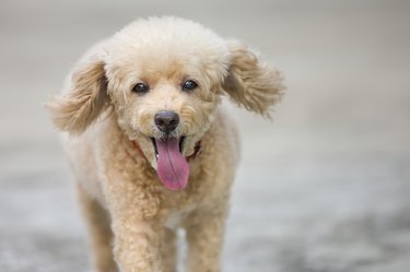 Cute white toy poodle with tongue out