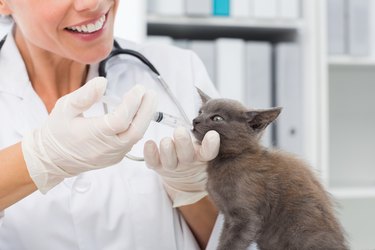 Vet giving cat medicine through mouth