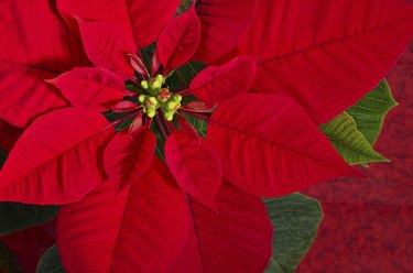 Red poinsettia flower