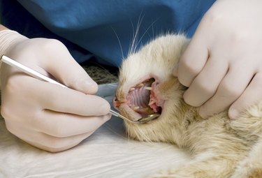 Veterinarian cleaning teeth