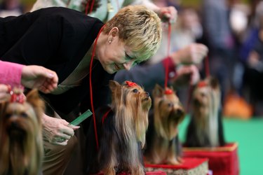 Dogs And Owners Gather For 2014 Crufts Dog Show