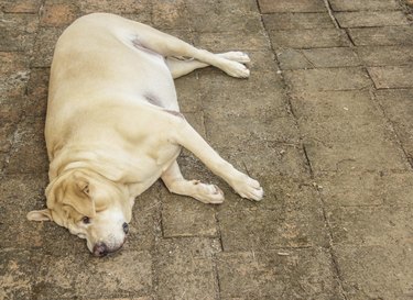 Fat labrador retriever sleep on the floor
