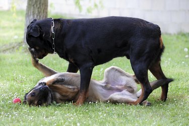 A rottweiler standing over a malinois on the grass.