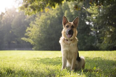 Young purebreed German shepherd dog in park