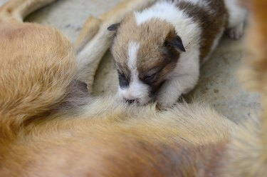 Puppies drinking milk.