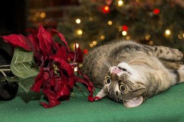 Cat Playing with Poinsettia