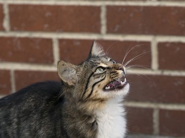 Close-up of cat meowing in front of brick wall.