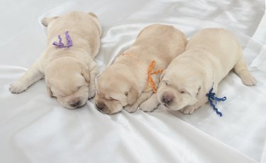 Baby milk outlet puppies