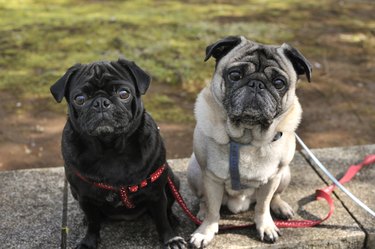 Two pugs sitting side by side
