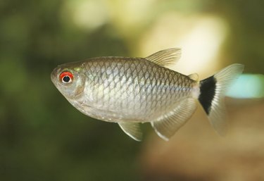 Red Eye Fish.