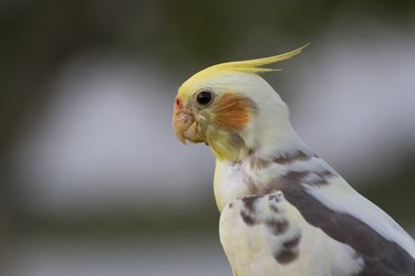 cockatiel bird