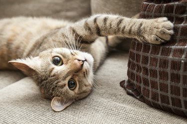 Cat lying on indoor couch