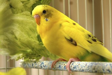 Yellow Budgerigar