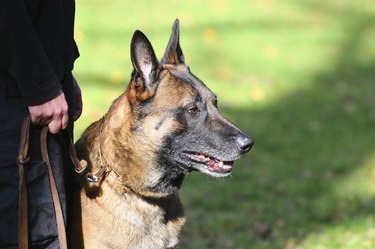 A 'malawa' German shepherd police dog