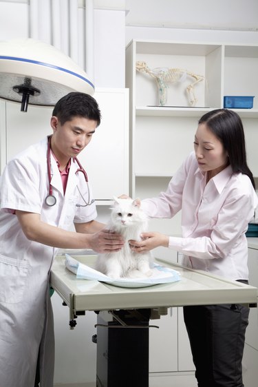 Woman with pet dog in veterinarian's office