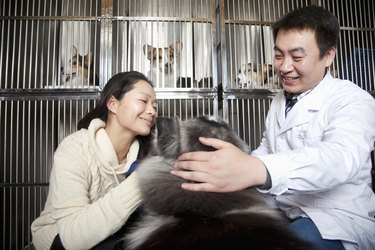 Woman with pet dog and veterinarian