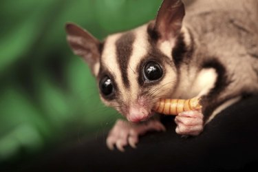 The sugar glider (Petaurus breviceps) eats beetle larva