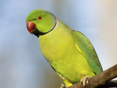 A green tropical bird