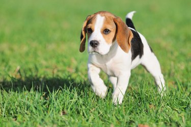 cute beagle puppy in grass