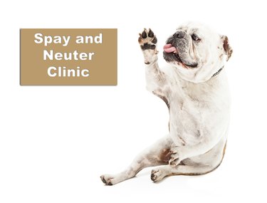 Bulldog Spay and Neuter Clinic
