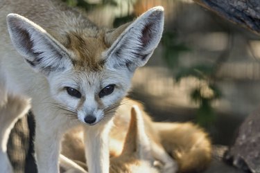 fox fennec opened eyes and looks